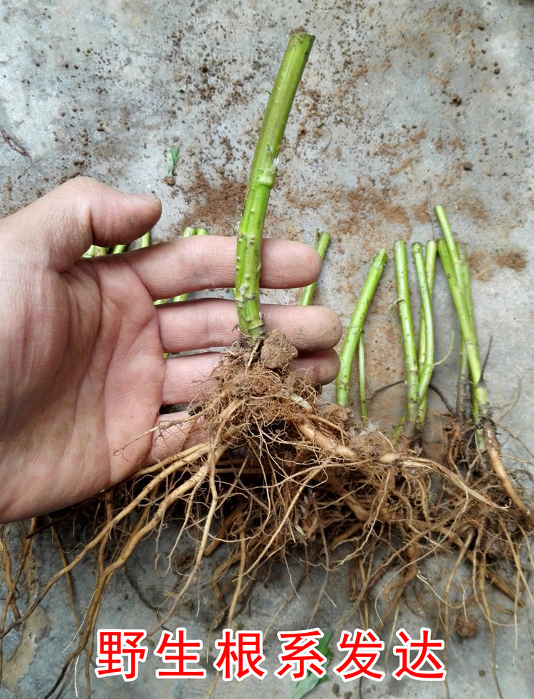 野生 新鲜艾草根 艾草苗 食用艾草 现挖现发 种植