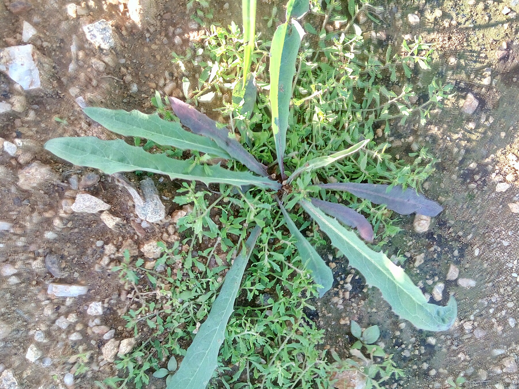 野生干苦麻子干苦丁菜干野苦菜小苦荬菜取麻败酱草包邮药材