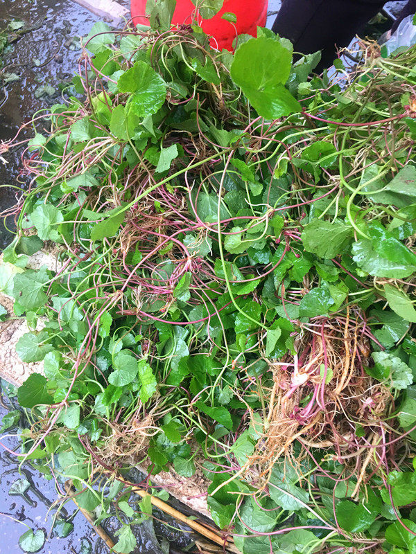 野生广西新鲜崩大碗马蹄草雷公根灯盏菜积雪草1斤自挖中药材