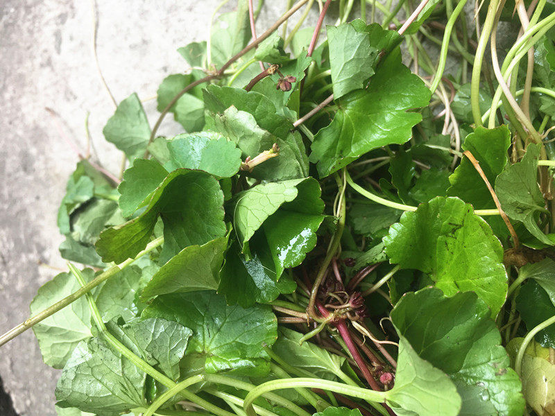 野生广西新鲜崩大碗马蹄草雷公根灯盏菜积雪草1斤自挖中药材