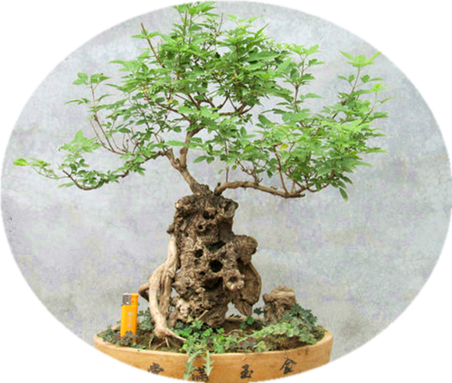 包邮黄荆盆景黄荆老桩下山桩千奇百态客厅庭园绿植盆栽