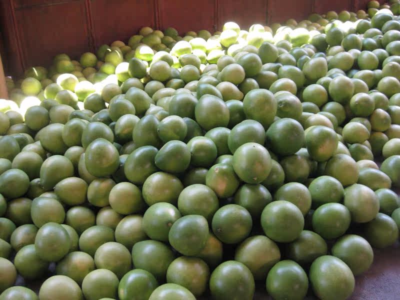 正宗广东梅州客家特产 沙田柚 梅县柚子 金柚 新鲜水果6个盒装包