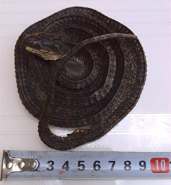 泡酒材料盘蛇海乌蛇干货泡酒料