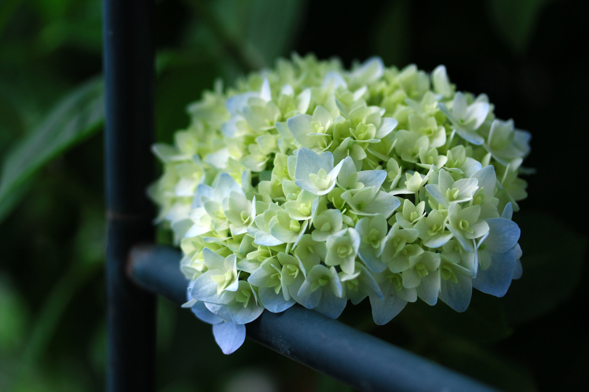 get无尽夏养植法,收获花开无尽 - 天猫精选