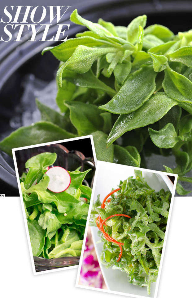 新鲜蔬菜 非洲 冰草 野菜 冰菜 冰草菜【400g】江浙沪5件包邮