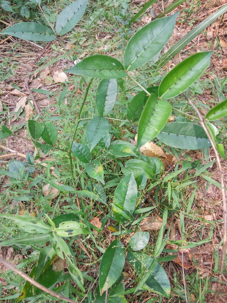 野生两面针 新鲜采摘两面针中草药 整珠全草两面针藤 500克 包邮