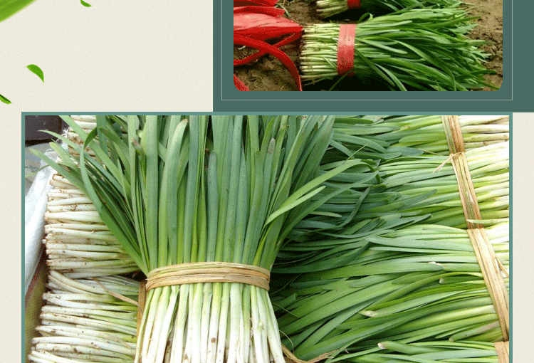 太空九号韭菜种子 不休眠河南宽叶白根韭菜种子 长韭王蔬菜种子