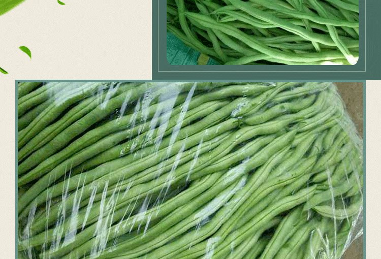 泰国无筋架豆王种子 农田菜园中熟无筋肉厚鲜嫩芸豆菜豆蔬菜籽