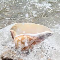 Large landscape snail conch whistle blowing landscape snail tourist souvenir conch sound shell crafts