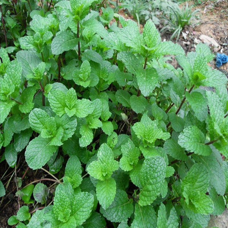 烟沾粉老款肺易清台湾烟友爽天藏香粘烟薄荷清凉花香沉香檀香戒烟