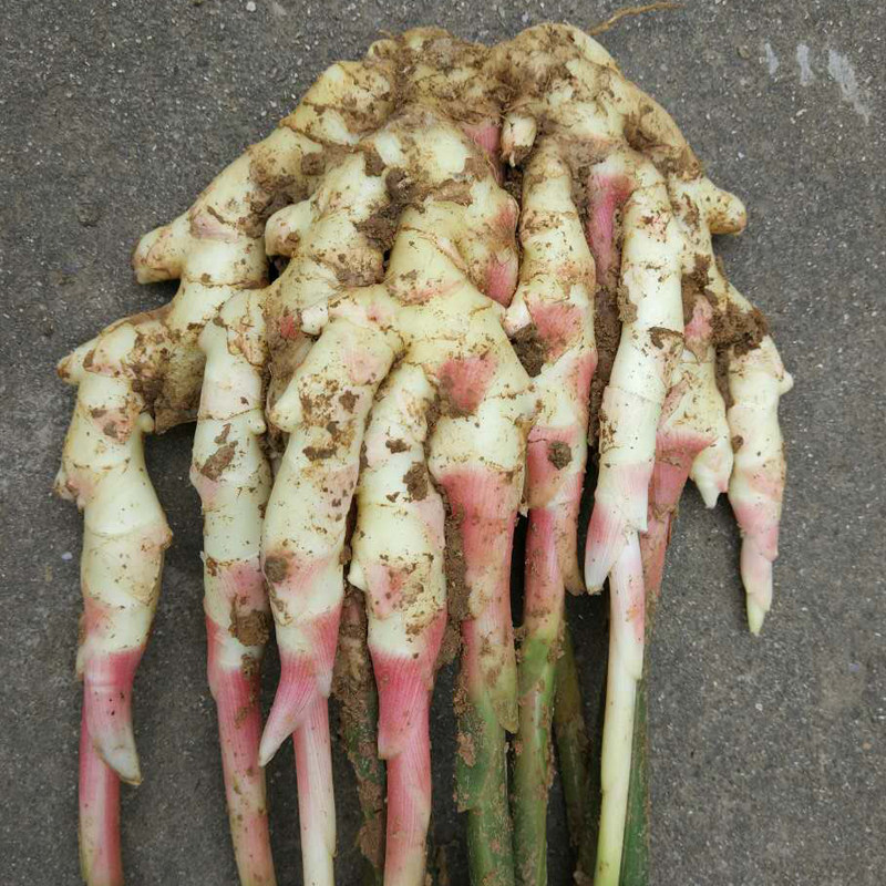 铜陵生姜铜陵糖醋姜本款白姜分为糖醋味和酱香味,需