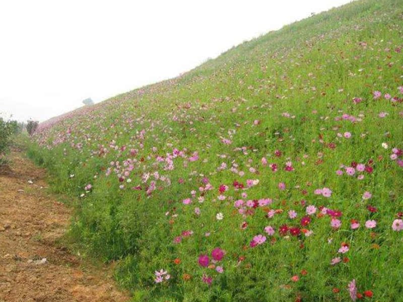 草花组合种子易种花籽园林花海营造野花公路绿化植物庭院观花种子