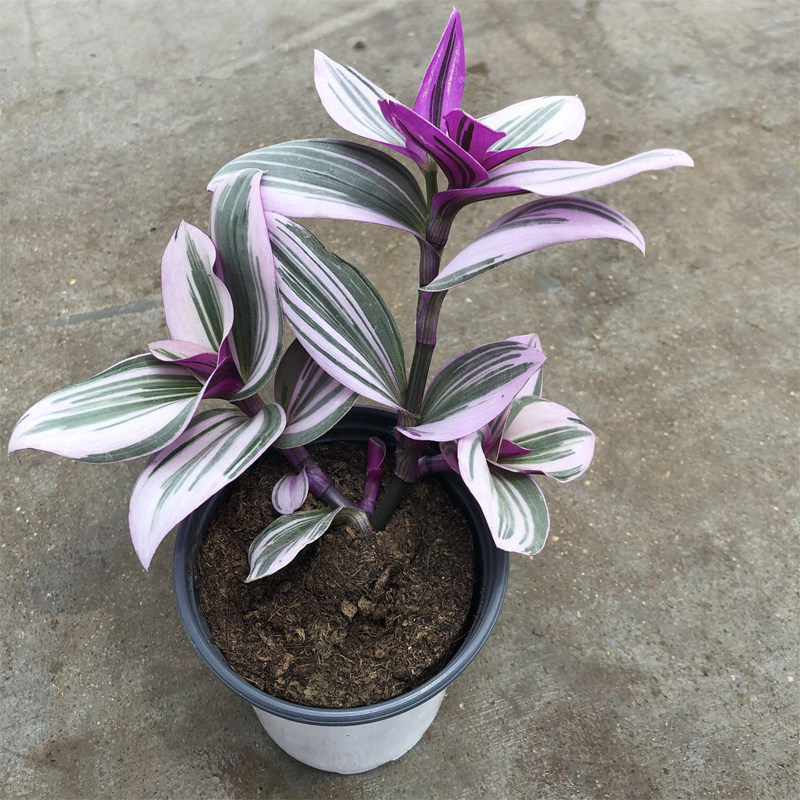 油画婚礼吊兰进口新品紫露草锦盆栽三色露莎室内好养绿植现货包邮