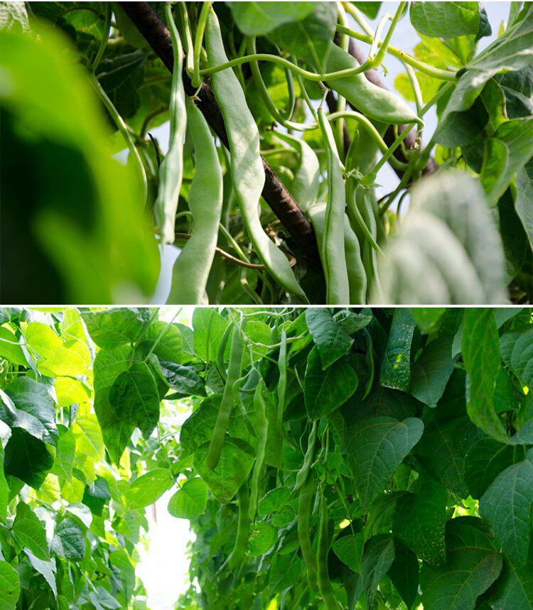 北京百年栗园 扁豆 密云本地农家自产 新鲜现摘现发 豆角1斤_7折现价