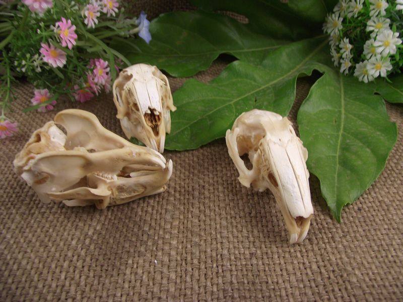 真兔子头骨标本壁饰工艺品摆件标本礼 品风水摆件装饰骷髅头化石