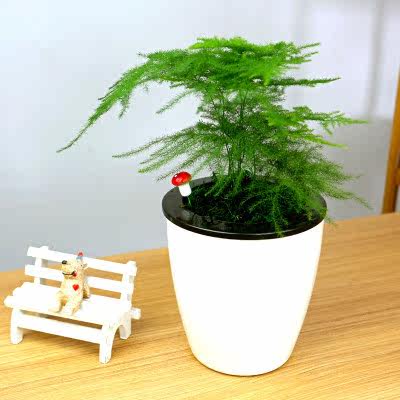 文竹花卉办公室绿植桌面室内电脑防辐射多肉植物盆栽云片松云竹_7折