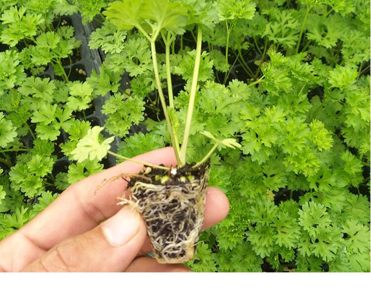 欧芹盆栽 卷叶皱叶摩西小香芹西餐料理食材新鲜四季种植香草苗