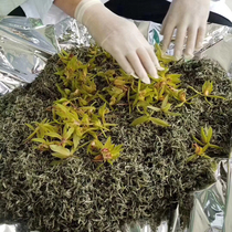 Only this 30g town shop treasure natural floral fragrance no fragrance orchid clear Dew front Mengding Gan green tea