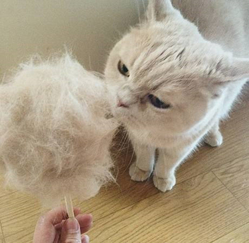 但对铲屎官来说却是个头疼的季节,因为猫咪进入了换毛季,家里每天都是