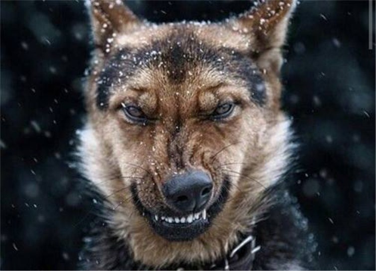 狗狗会生气吗?作为家长要知道的这些事!-趣美搭