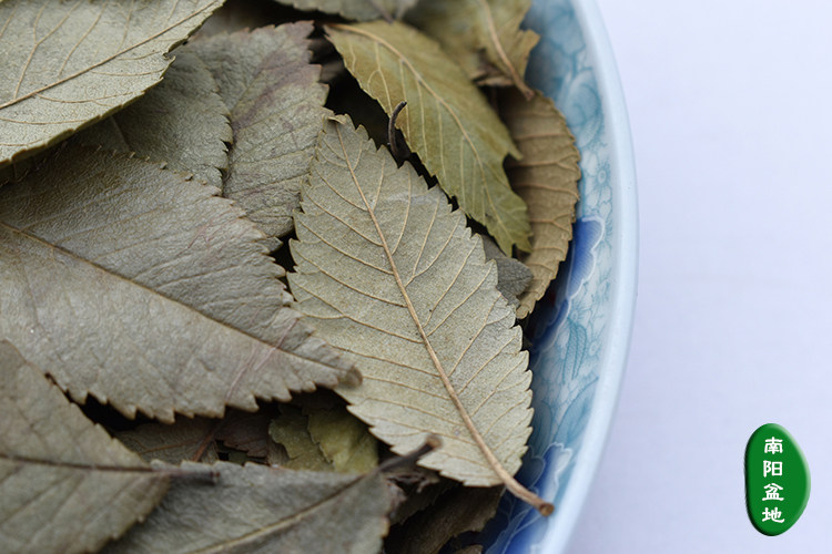 新鲜晒干榆树叶茶清火非榆钱兔子龙猫豚鼠牧草榆叶500g包邮榆树叶