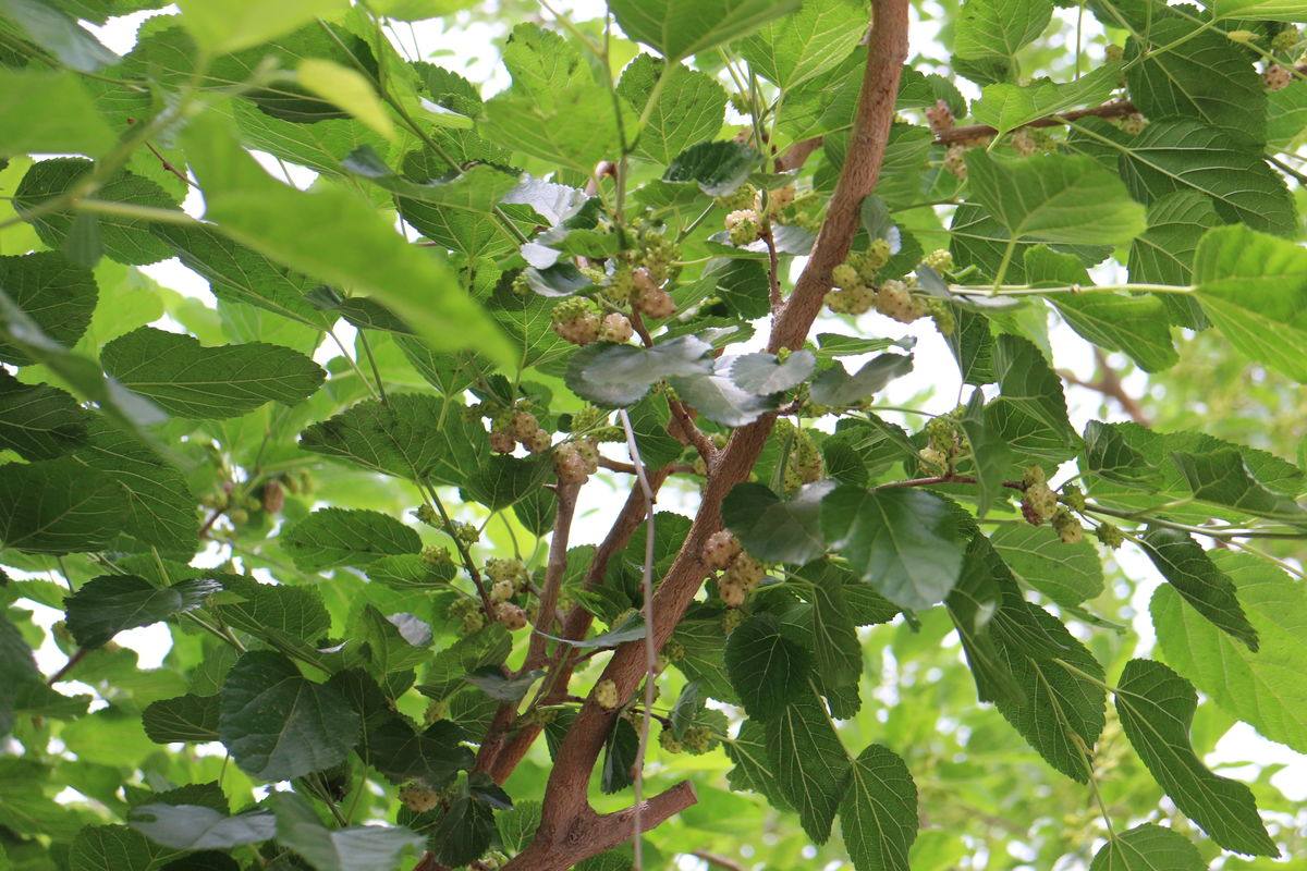 新货桑枝500克桑枝条包邮 中药材桑枝老桑枝片桑枝子桑树棍嫩桑枝