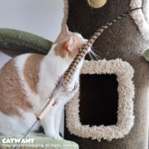 Egg total home Catwant cat Mies Wang farm pet cat long cat stick pheasant feather relief cat toys