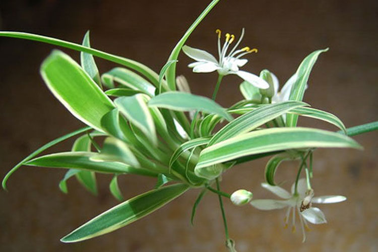 室内花卉水培植物 金边金心吊兰 净化空气防辐射桌面四季绿植盆栽