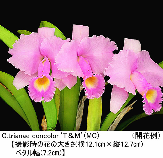 G90◇戦前 芳久刻 銀製彫金兜文煙草入れ 元箱 STERLING SILVER 925 松屋銀座 シガレットケース たばこ 喫煙具 洋蘭原種  albescens Speciat\u0027