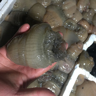 海鲜 鲜活海葵 大补海鲜 沙蒜
