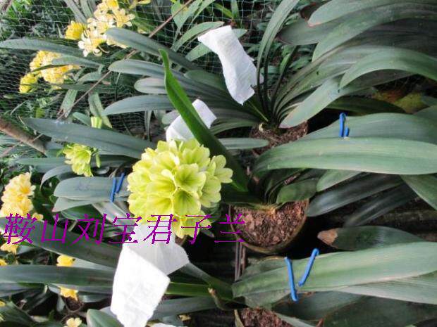 鞍山刘宝君子兰【日本原装进口平尾绿】2~3片叶子