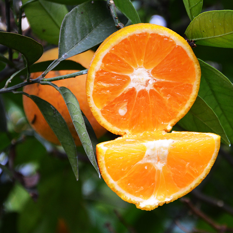 夏橙来袭,橙意十足!