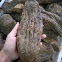 Xinjiang Cistanche Dayun 500g sparkling wine-sliced grinding powder please leave a message-better with Cynomorium