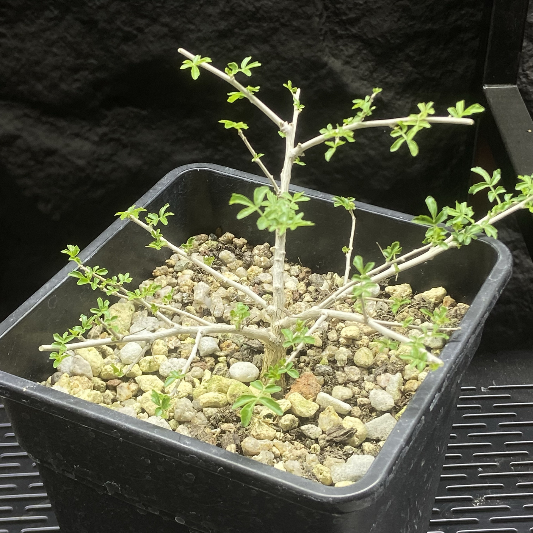 多肉植物　42　Boswellia rivae 巨大良形　ボスウェリア リバエ