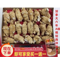 Canada Ontario Farm Citi American Ginseng A-grade stubby head product 6 years soaked ginseng flavor 227g Direct mail