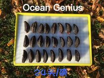 Canadian Arctic ocean geniuAA grade 24 sea cucumbers Top product with tendons pure light dry wild ginseng age 8 years spot