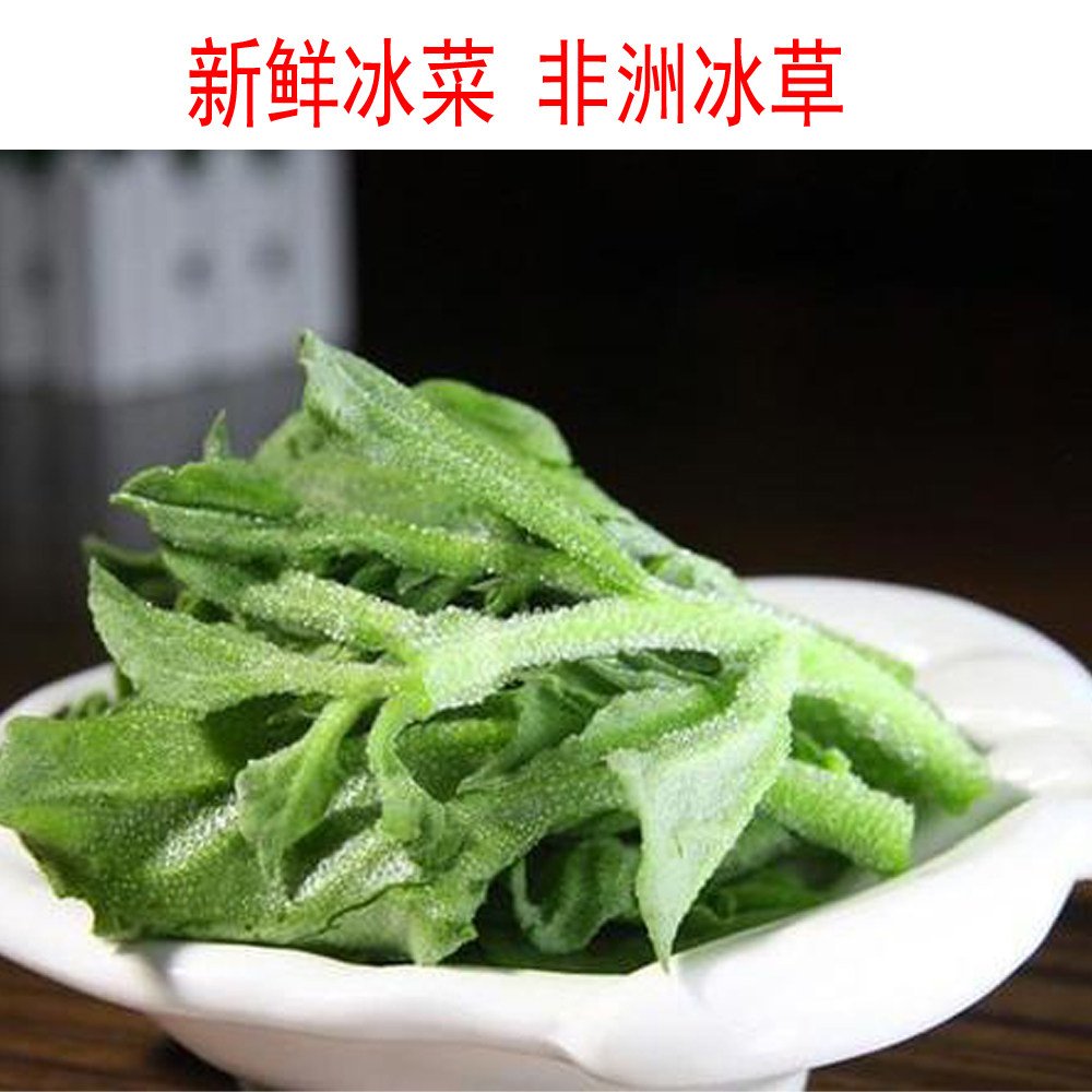 新鲜蔬菜非洲冰草 野麦子 扁穗冰草 羽状小麦草 冰菜 沙拉菜500g
