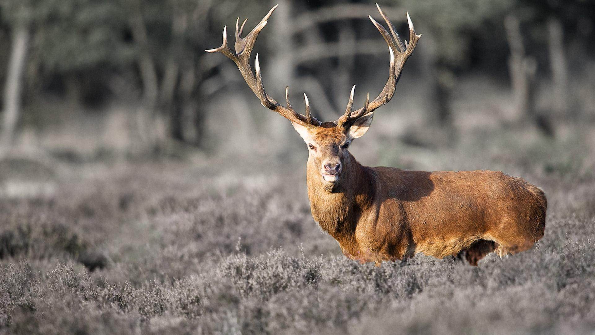 北欧风格里的那只鹿到底是什么鹿