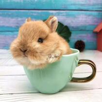 Import Double ancestry Dwarf Rabbit Living Things Small Deer Yellow Mountain Cat Pure Breeds Dutch Mini Small Pet Rabbit Living