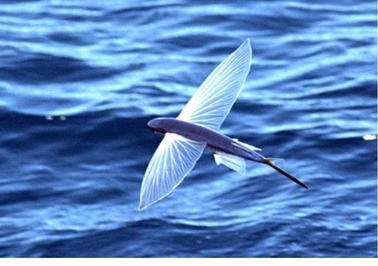 台湾兰屿特级燕鳐鱼飞鱼干舌尖上的中国 咸鱼干 干货鱼干 咸鱼