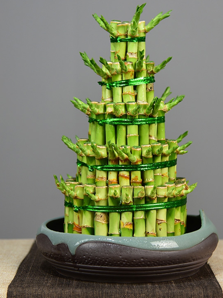 hjl 富贵竹水培植物-花草陈谈