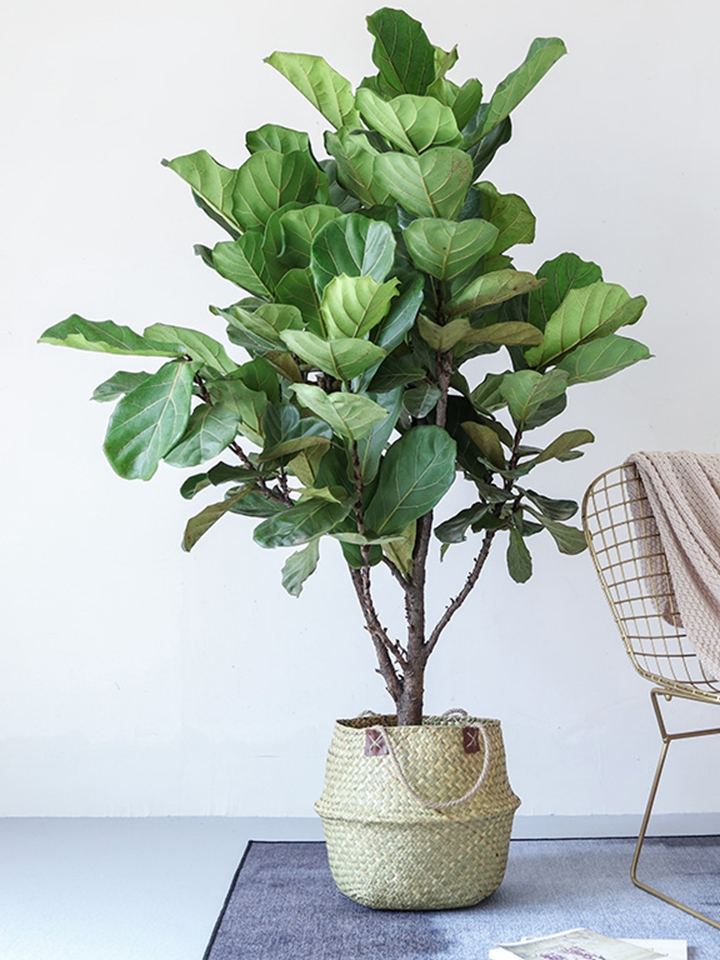 仟伊园艺 琴叶榕盆栽阳台大型大叶绿植