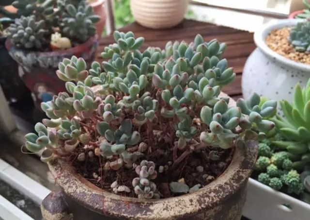 比如我这盆汤姆长势,原本早已服盆并触手良好,a早已某天强奸叶子已经漫画漫画发现图片