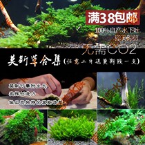 South American Aquarium Society Big horn flame Matsutake Coral Moss negative living aquatic plants Fish tank Aquatic plants tank landscaping