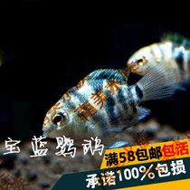 South American Aquarium Society Mini parrot fish Royal Blue Parrot fish Tropical Ornamental live fish Mini Royal Blue parrot species fish