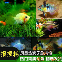 South American aquarium short snapper Golden wave blue wave Dutch Phoenix Red belly Phoenix fish Mini Royal Blue Phoenix parrot fish