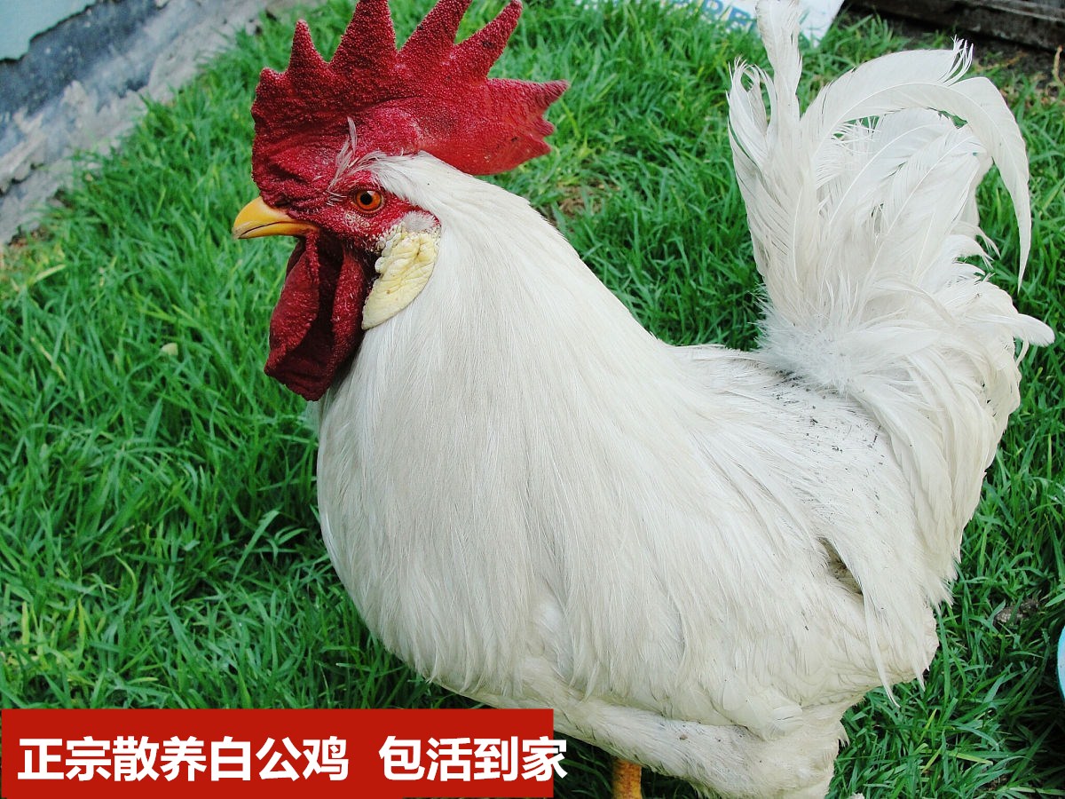 2年纯白无杂毛大白公鸡活体包邮 药引子散养活体土鸡活鸡笨鸡草鸡