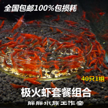 Both males and females of polar fire shrimp have reproductive tropical ornamental tools Living algae removal paint shrimp red feet non-thick armor