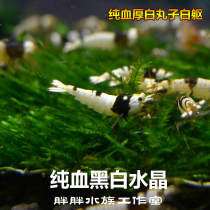 Fat fish house black and white crystal shrimp Black king Kong wine red gene shrimp Pet algae removal tool Pure blood 0 8cm