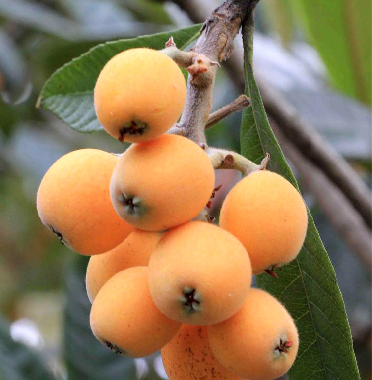 拾蘑菇 云南蒙自枇杷果 新鲜水果长虹非五星高原甜琵琶果